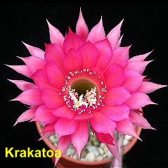 Krakatoa.4.1.jpg 